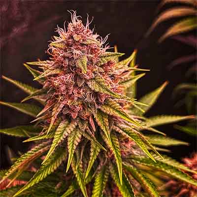 Blood Diamonds 2.0 > Conscious Genetics | Feminisierte Hanfsamen  |  Hybrid