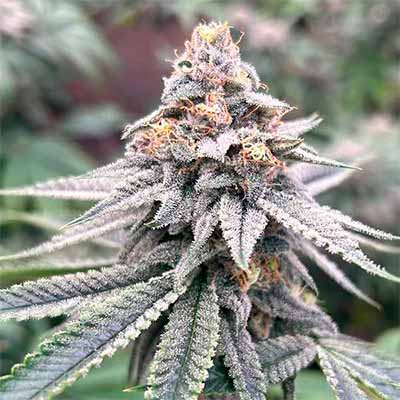 Blood Diamonds 2.0 > Conscious Genetics | Feminisierte Hanfsamen  |  Hybrid