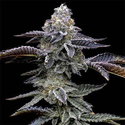 Blue Dream > Barney\'s Farm | Feminisierte Hanfsamen  |  Sativa