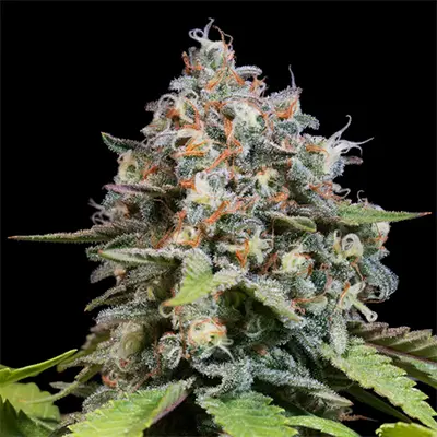 Blue Gem > Paradise Seeds | Feminized Marijuana   |  Hybrid