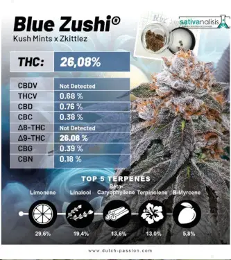 Blue Zushi > Dutch Passion | Graines Féminisées  |  Indica