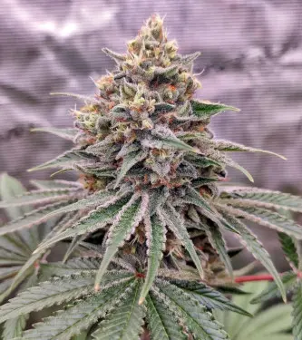 Blue Zushi > Dutch Passion | Feminisierte Hanfsamen  |  Indica