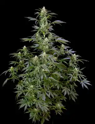 Blueberry Bubblegum Automatic > Sensi Seeds | Autoflowering Cannabis   |  Hybrid