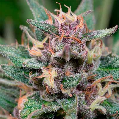 Bluehell Auto > Medical Seeds | Autoflowering Cannabis   |  Indica