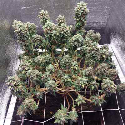 Bola Mintz > Anesia Seeds | Feminized Marijuana   |  Sativa