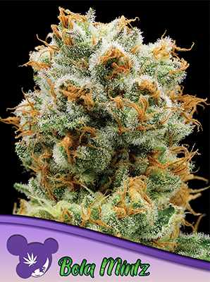 Bola Mintz > Anesia Seeds | Feminized Marijuana   |  Sativa