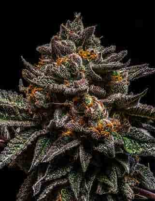 Brain Cake > Ripper Seeds | Feminisierte Hanfsamen  |  Sativa