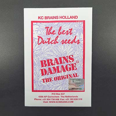 Brains Damage > KC Brains | Feminisierte Hanfsamen  |  Sativa