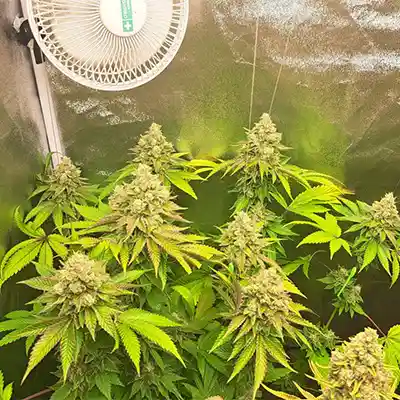 Bruce Banner #3 > Anesia Seeds | Feminized Marijuana   |  Hybrid