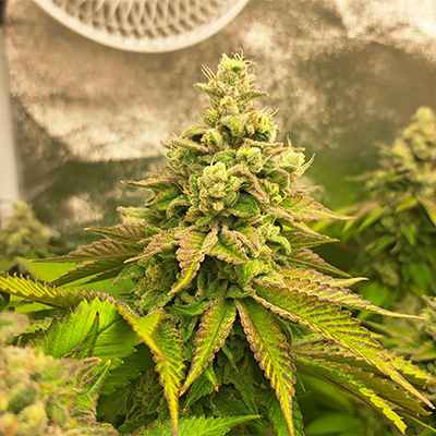 Bruce Banner #3 > Anesia Seeds | Feminized Marijuana   |  Hybrid