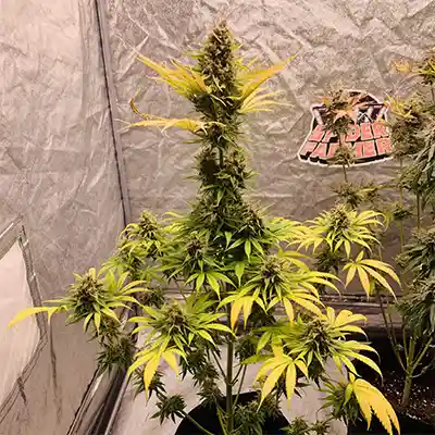 Calypso Sunrocks > Anesia Seeds | Feminized Marijuana   |  Hybrid