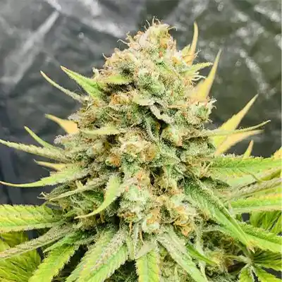 Calypso Sunrocks > Anesia Seeds | Feminized Marijuana   |  Hybrid