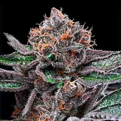 Candy Candy > Cookies Seedbank | Feminized Marijuana   |  Sativa