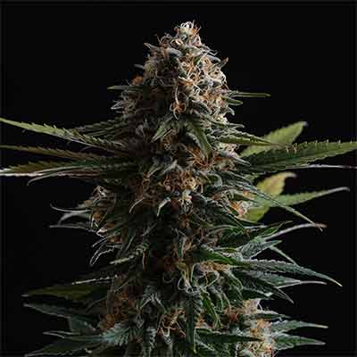 Candy Cream Go Fast > Kannabia Seeds | Feminized Marijuana   |  Hybrid