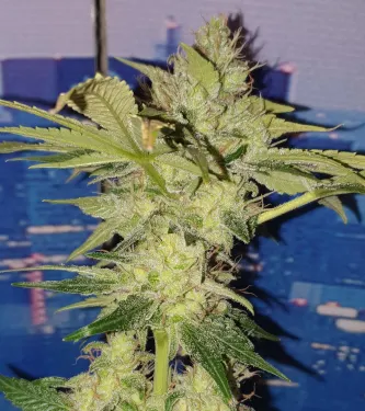 Captain Future > Anesia Seeds | Feminized Marijuana   |  Sativa