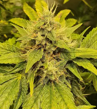 Captain Future > Anesia Seeds | Feminized Marijuana   |  Sativa