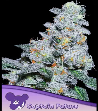 Captain Future > Anesia Seeds | Feminized Marijuana   |  Sativa