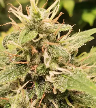 Captain Future > Anesia Seeds | Feminized Marijuana   |  Sativa