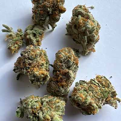 Cash Cow > Anesia Seeds | Feminized Marijuana   |  Sativa