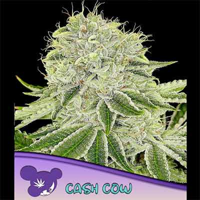 Cash Cow > Anesia Seeds | Feminized Marijuana   |  Sativa