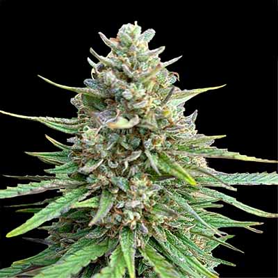 CBD Sativa King > Bulk Seed Bank | Graines CBD  |  Sativa