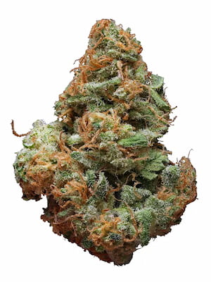 Cheese Berry > 00 seeds | Feminized Marijuana   |  Indica