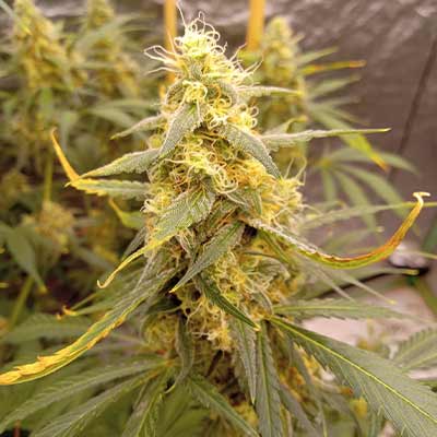 Cheese Ghost Train > Linda Seeds | Feminized Marijuana   |  Sativa