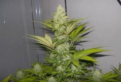 Cheese Berry > 00 seeds | Semillas feminizadas  |  Índica