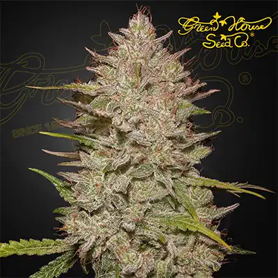 Chemical Candy Auto > Green House Seed Company | Graines Autofloraison  |  Hybride