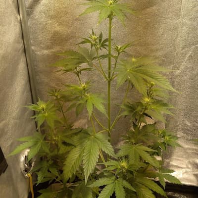 Cherry Pie Auto > Royal Queen Seeds | Semillas autoflorecientes  |  Índica