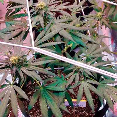 Cherry Cake > Elev8 Seeds | Feminized Marijuana   |  Hybrid