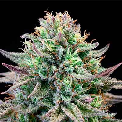 Cherry Cooks > Cookies Seedbank | Feminized Marijuana   |  Sativa