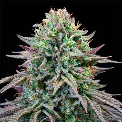 Cherry Cooks > Cookies Seedbank | Feminisierte Hanfsamen  |  Sativa