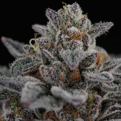 Cherry Crisp > Perfect Tree | Feminized Marijuana   |  Sativa