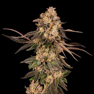 Cherry Fritter > Cookies Seedbank | Feminisierte Hanfsamen  |  Hybrid