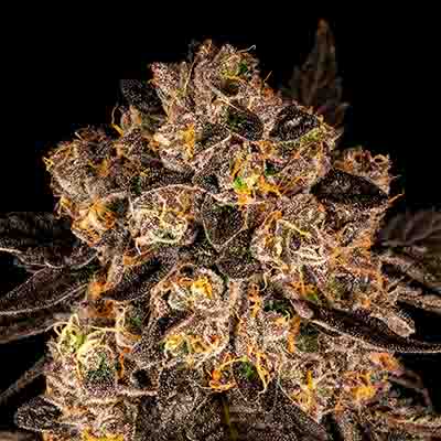 Cherry Fritter > Cookies Seedbank | Semillas feminizadas  |  Híbrido