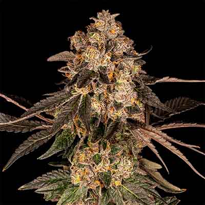 Cherry Fritter > Cookies Seedbank | Feminisierte Hanfsamen  |  Hybrid