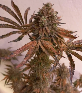 Cherry Hills > Perfect Tree | Feminized Marijuana   |  Hybrid