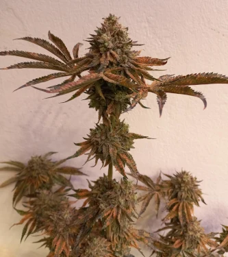 Cherry Hills > Perfect Tree | Feminized Marijuana   |  Hybrid