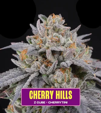 Cherry Hills > Perfect Tree | Feminisierte Hanfsamen  |  Hybrid