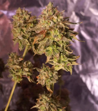 Cherry Hills > Perfect Tree | Feminized Marijuana   |  Hybrid