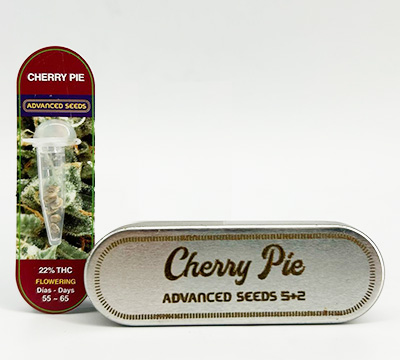 Cherry Pie > Advanced Seeds | Feminized Cannabis   |  Indica