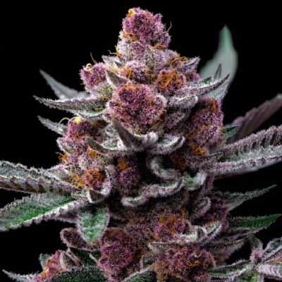 Cherry Poppers > Barney’s Farm | Feminisierte Hanfsamen  |  Hybrid