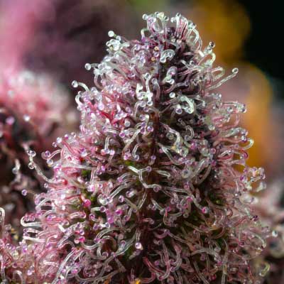 Cherry Poppers > Barney’s Farm | Feminisierte Hanfsamen  |  Hybrid