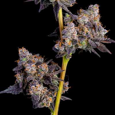 Cherry Zelato > Cookies Seedbank | Feminisierte Hanfsamen  |  Hybrid