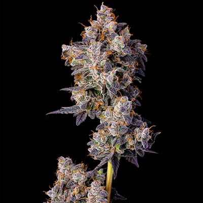 Cherry Zelato > Cookies Seedbank | Semillas feminizadas  |  Híbrido