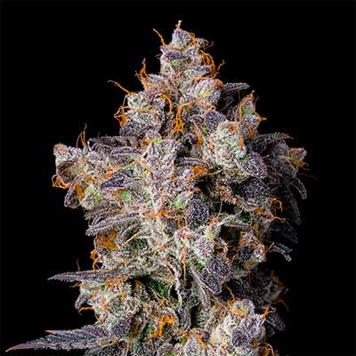 Cherry Zelato > Cookies Seedbank | Feminisierte Hanfsamen  |  Hybrid