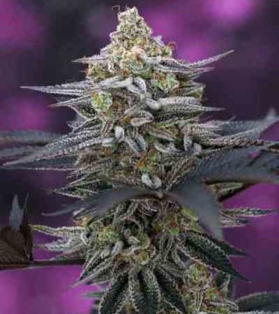 Cherrygasm > TGA Subcool Seeds | Regular Cannabis   |  Sativa