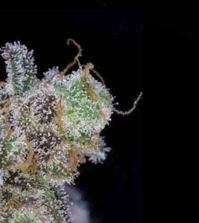 Cherrygasm > TGA Subcool Seeds | Regular Cannabis   |  Sativa