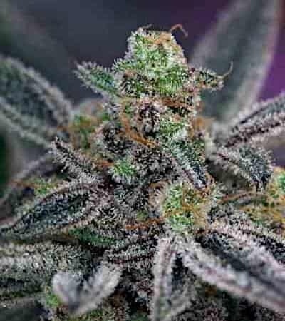 Cherrygasm > TGA Subcool Seeds | Regular Cannabis   |  Sativa